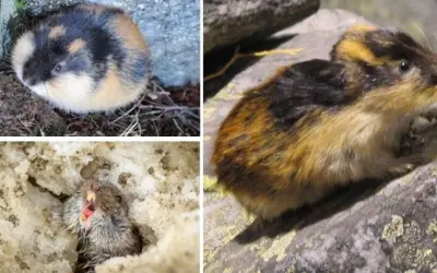 Loài động vật nào sống đơn độc theo bản năng sinh tồn