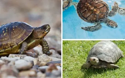 Giải đáp thắc mắc loài động vật nào sống lâu nhất hiện nay