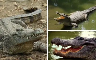 Loài động vật nào sống ở đầm lầy rậm rạp nhiều bùn đất