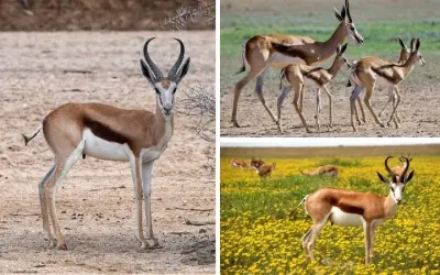 Loài động vật nào sống ở thảo nguyên di cư theo mùa rõ rệt