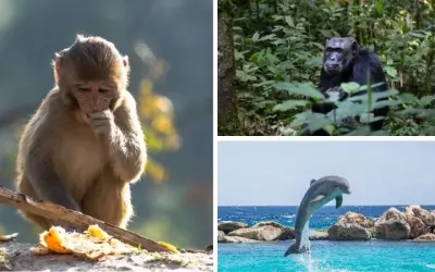 Loài động vật nào thông minh nhất sau con người hiện nay