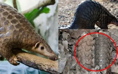 Cùng tìm hiểu loài động vật nào trong sách đỏ Việt Nam