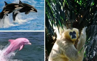 Loài động vật nguy cấp nào sống ở Việt Nam đang bị săn bắt