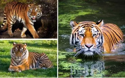 Khám phá chi tiết loài hổ nào lớn nhất thế giới hoang dã