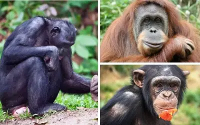 Loài khỉ nào thông minh nhất và cách chúng thể hiện trí tuệ