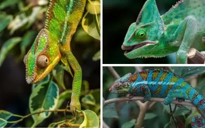 Loài kỳ nhông nào lớn nhất thế giới có hình dạng kỳ lạ nhất