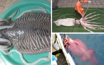 Loài mực nào lớn nhất thế giới sống ở đâu dưới đại dương