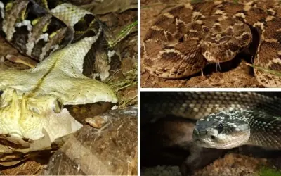 Loài rắn nào độc nhất thế giới khiến con người khiếp sợ