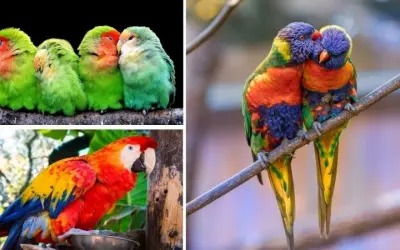 Loài vẹt nào biết nói tiếng người và ghi nhớ được câu dài