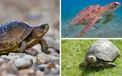 Nguyên nhân nào khiến rùa biển bị đe dọa nghiêm trọng nhất