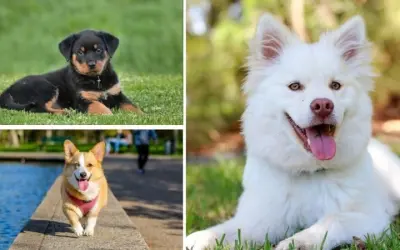 Những giống chó dễ nuôi nhất là gì và cách chăm sóc cơ bản