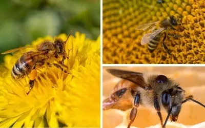 Ong mật tạo ra mật ong như thế nào trong tự nhiên hoang dã