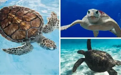 Rùa biển sống được bao lâu nếu không bị săn bắt trái phép