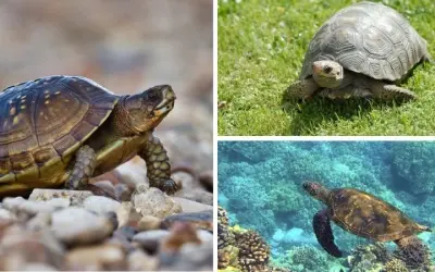 Rùa có thể sống bao lâu trong điều kiện tự nhiên hoang dã