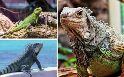 Tại sao axolotl có thể tái sinh toàn bộ cơ thể kỳ diệu