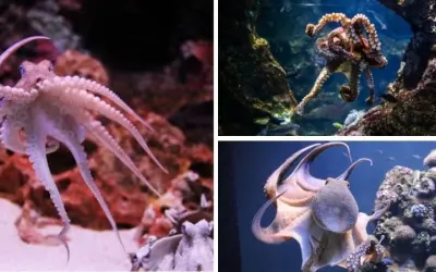 Tại sao bạch tuộc được nghiên cứu về trí thông minh cao