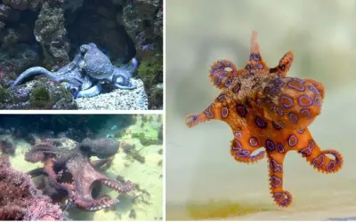 Tại sao bạch tuộc phun mực mỗi khi cảm thấy nguy hiểm