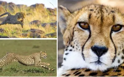 Tại sao báo săn lại là động vật chạy nhanh nhất trên cạn