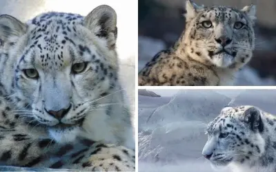 Tại sao báo tuyết khó được bảo tồn giữa biến đổi khí hậu