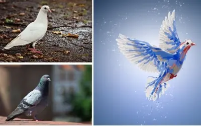 Tại sao bồ câu được gọi là biểu tượng hòa bình toàn cầu