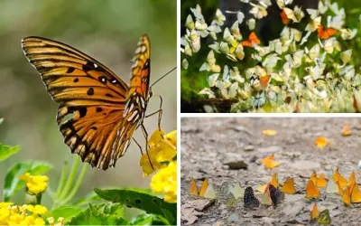 Tại sao bướm lại có hoa văn trên cánh khi trưởng thành