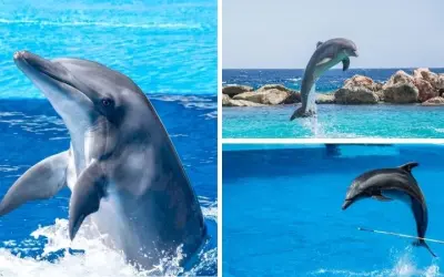 Tại sao cá heo sông Cửu Long gần tuyệt chủng nhanh chóng