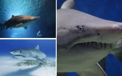 Tại sao cá mập ăn thịt đồng loại để sinh tồn trong tự nhiên