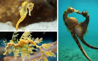 Tại sao cá ngựa đực mang thai trong thế giới tự nhiên