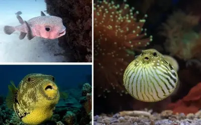 Tại sao cá nóc phình lên khi bị đe dọa trong tự nhiên