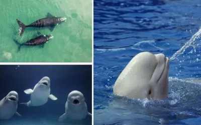 Tại sao cá voi chỉ sinh một con mỗi lần mang thai