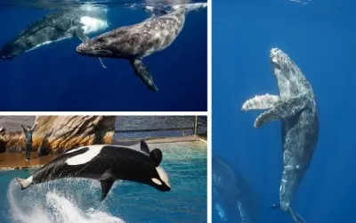 Tại sao cá voi được nghiên cứu về âm thanh dưới đại dương