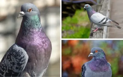 Tại sao chim bồ câu được dùng để gửi thư thay con người