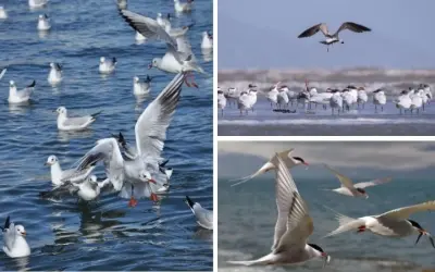 Tại sao chim di cư bị ảnh hưởng bởi đô thị hóa nhanh chóng