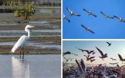 Tại sao chim di cư được nghiên cứu về định hướng từ trường