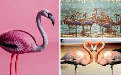 Tại sao chim hồng hạc ăn tôm trong môi trường tự nhiên