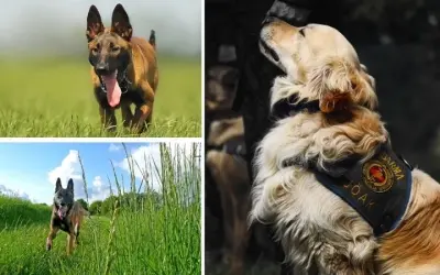 Tại sao chó được dùng trong công tác cảnh sát đặc nhiệm