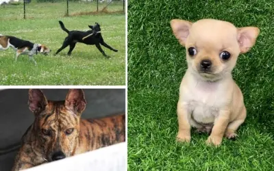 Tại sao chó được tôn vinh trong văn hóa Việt Nam cổ đại