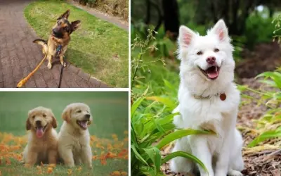 Tại sao chó vẫy đuôi khi vui là biểu hiện của sự hạnh phúc