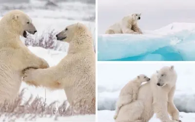 Tại sao gấu Bắc Cực bị đe dọa bởi băng tan nhanh chóng