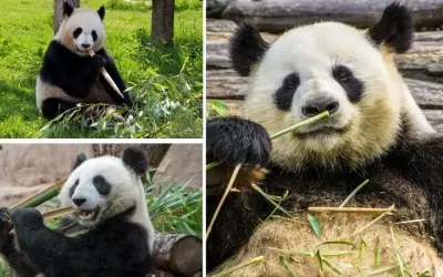 Tại sao gấu trúc chỉ ăn tre trong khi có nhiều thức ăn khác