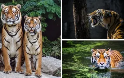 Những lý do cụ thể tại sao hổ Đông Dương quý hiếm hiện nay