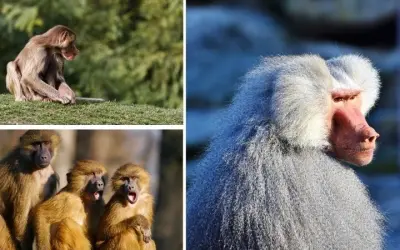 Tại sao khỉ đầu chó sống theo chế độ một vợ một chồng