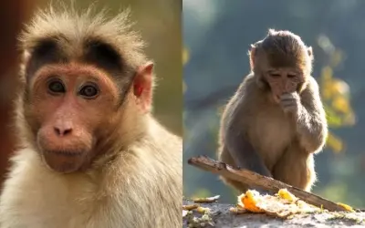 Tại sao khỉ hay làm trò như một cách để thu hút sự chú ý