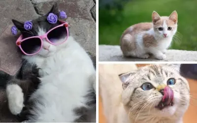 Tại sao mèo được coi là biểu tượng may mắn ở Nhật Bản