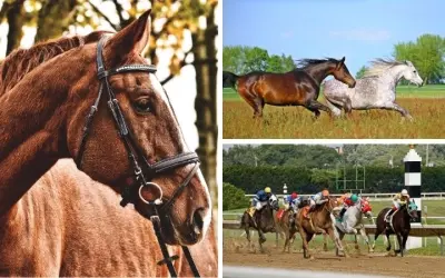 Tại sao ngựa được dùng trong thể thao hiện đại phổ biến