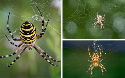 Tại sao nhện tạo ra tơ như một công cụ phòng vệ linh hoạt