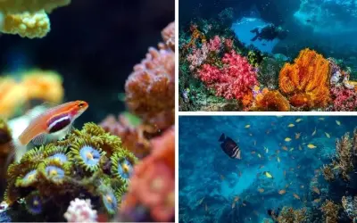 Tại sao rạn san hô quan trọng với động vật biển nhiệt đới
