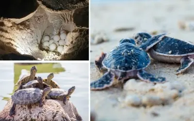 Tại sao rùa biển quay lại bãi biển để đẻ trứng mỗi năm