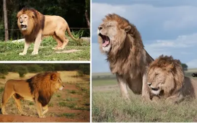 Tại sao sư tử sống theo bầy đàn trong thế giới hoang dã