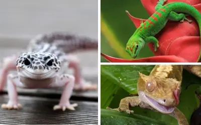 Tại sao tắc kè được nghiên cứu về màu sắc khoa học